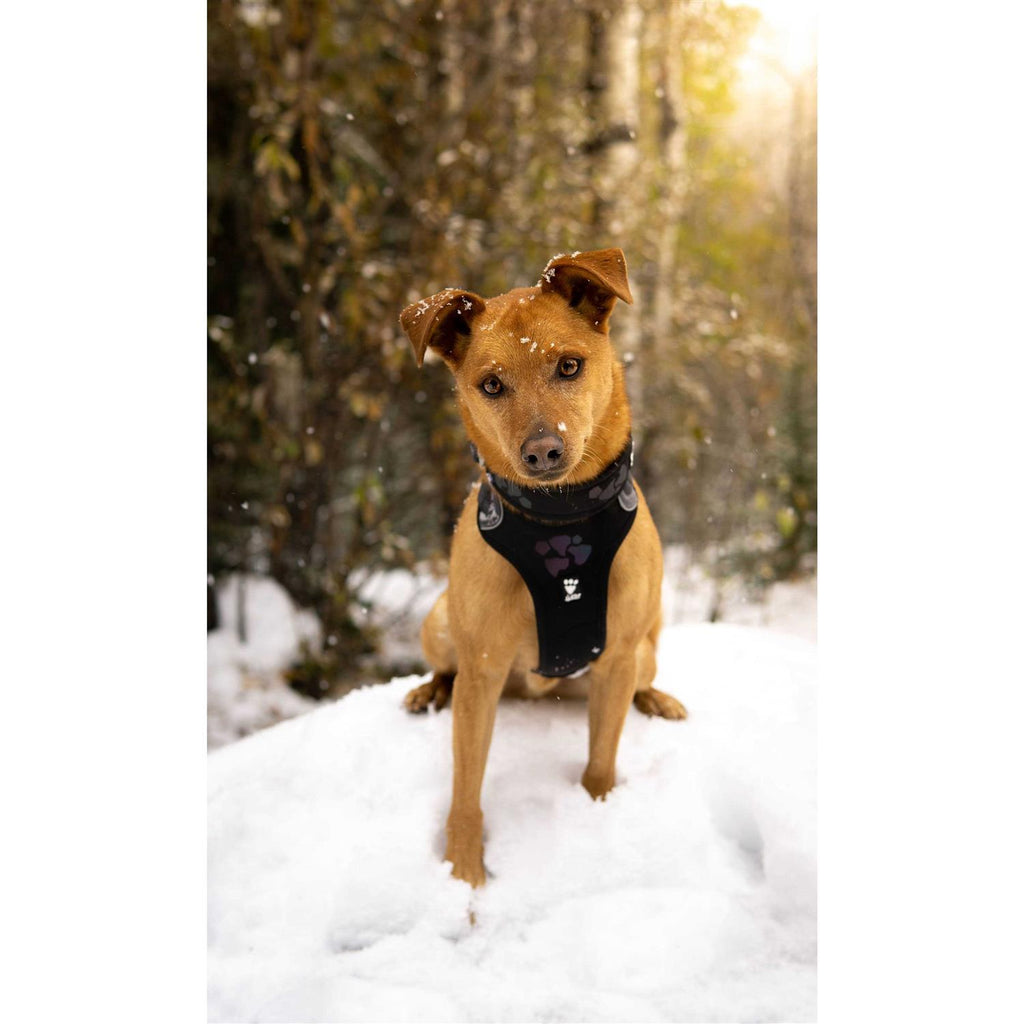 Dog Harness Y8960