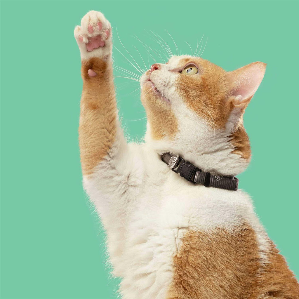 Chicken with Lentils & Salmon Dry Cat Food Q15459