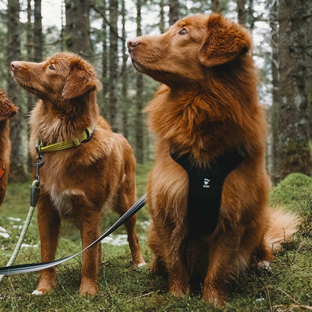 Dog Harness Y8960